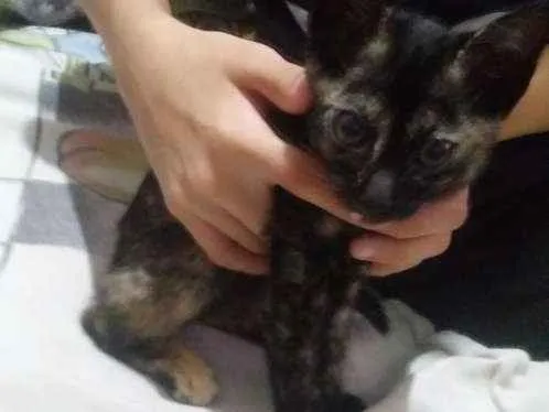 Gato ra a Filhote idade 2 a 6 meses nome Nome a escolher