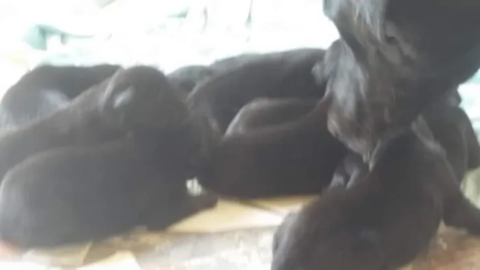 Cachorro raça Pastor idade Abaixo de 2 meses nome thor