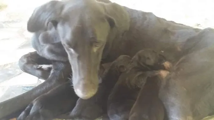 Cachorro raça Pastor idade Abaixo de 2 meses nome thor