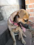 Kira