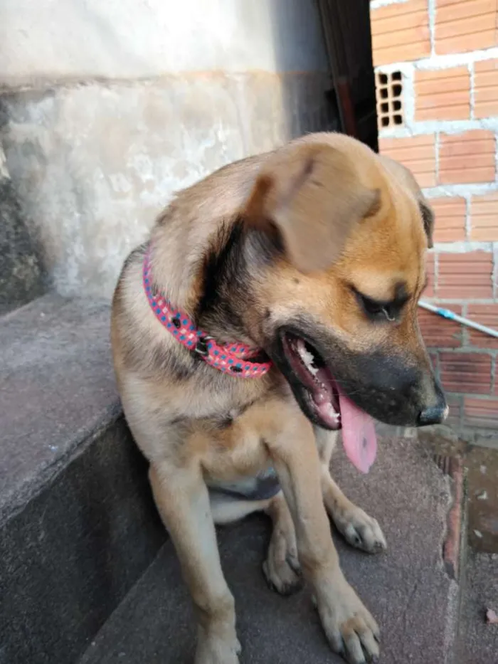 Cachorro raça Indeterminada idade 2 a 6 meses nome Kira