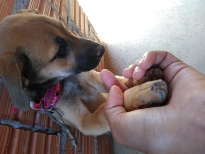 Cachorro raça Indeterminada idade 2 a 6 meses nome Kira