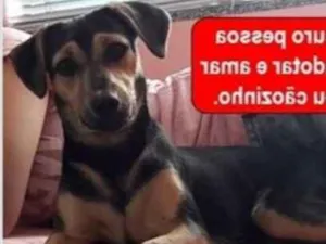Cachorro raça indefinida idade 2 anos nome Bill