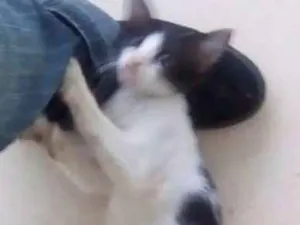 Gato raça Indefinida idade 2 a 6 meses nome não possui nome