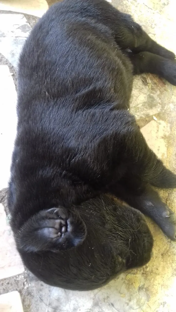 Cachorro raça Pastor idade Abaixo de 2 meses nome thor