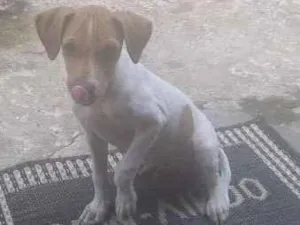 Cachorro raça  idade 2 a 6 meses nome thor
