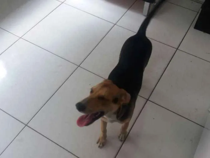 Cachorro ra a SRD idade 2 a 6 meses nome Pandora