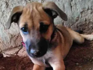 Cachorro raça Indeterminada idade 2 a 6 meses nome Kira