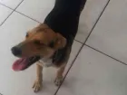 Cachorro raça SRD idade 2 a 6 meses nome Pandora