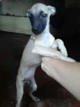 Melodi
