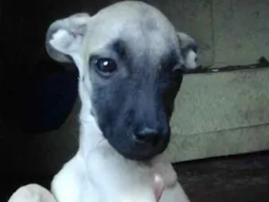 Cachorro raça Fila com vira -lata idade 7 a 11 meses nome Melodi