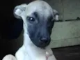 Melodi