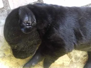 Cachorro raça Pastor idade Abaixo de 2 meses nome thor