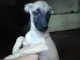 Melodi