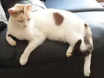 Gato ra a Sem raça definida idade 4 anos nome Lúcia 