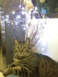 Filisbino