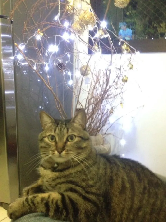 Gato ra a SRD idade 6 ou mais anos nome Filisbino