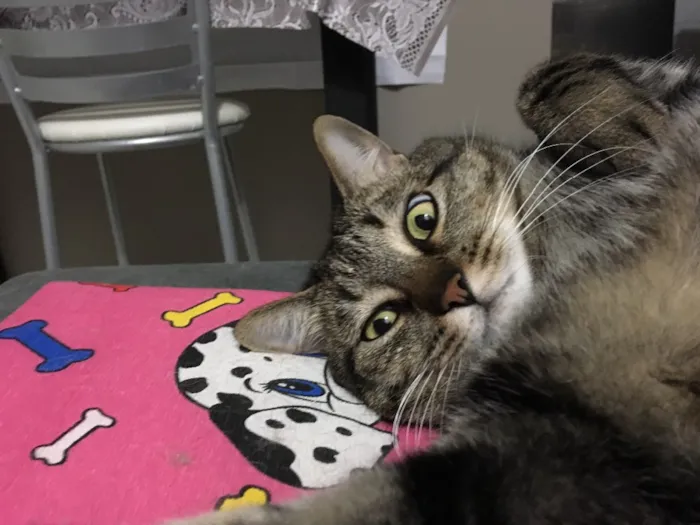 Gato ra a SRD idade 6 ou mais anos nome Filisbino