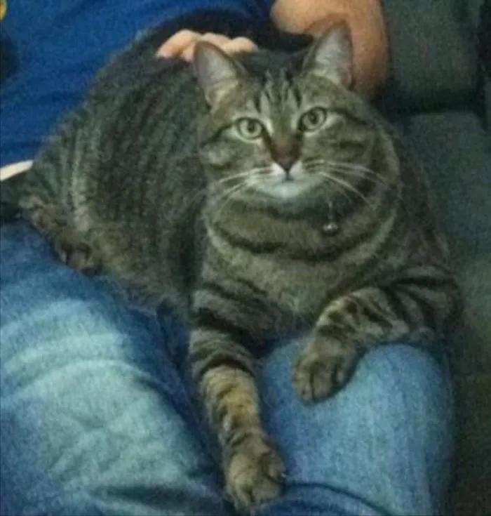 Gato ra a SRD idade 6 ou mais anos nome Filisbino