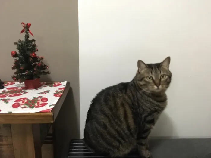 Gato ra a SRD idade 6 ou mais anos nome Filisbino