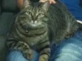 Filisbino