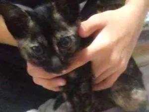 Gato raça Filhote idade 2 a 6 meses nome Nome a escolher