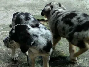 Cachorro raça  idade 2 a 6 meses nome Sem nome