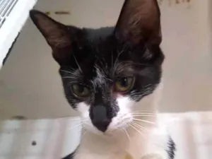 Gato raça Srd idade 2 a 6 meses nome Luma