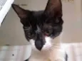 Luma
