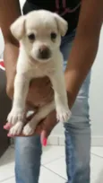 Laika