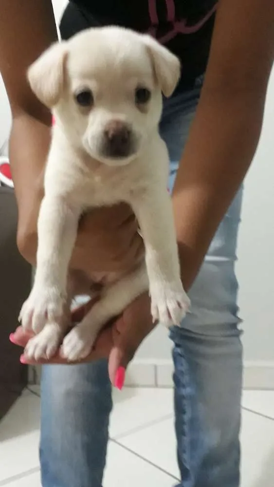 Cachorro raça Chow chow misturado idade Abaixo de 2 meses nome Laika