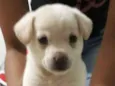 Laika