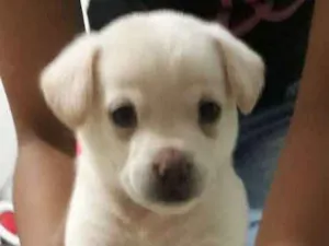 Cachorro raça Chow chow misturado idade Abaixo de 2 meses nome Laika