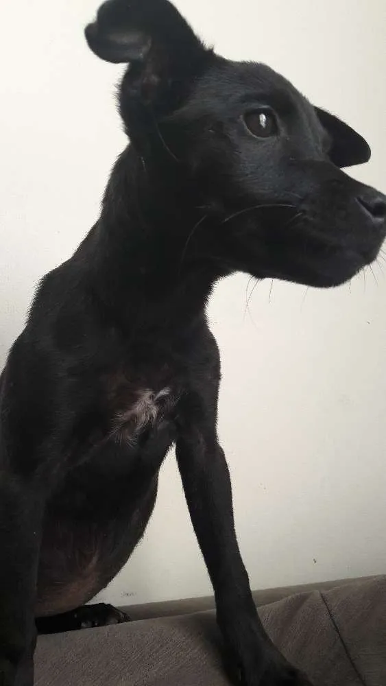 Cachorro ra a Sem raça definida idade 7 a 11 meses nome Sem nome 