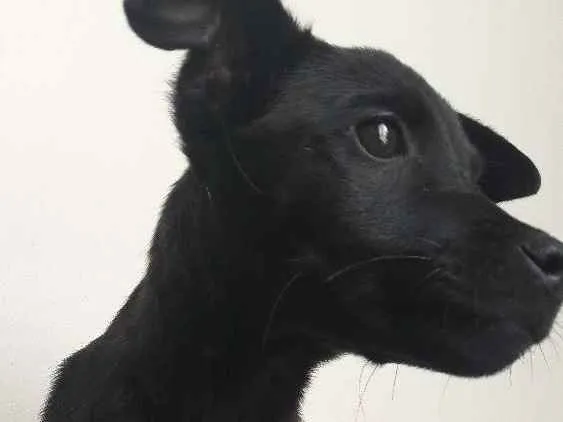 Cachorro ra a Sem raça definida idade 7 a 11 meses nome Sem nome 