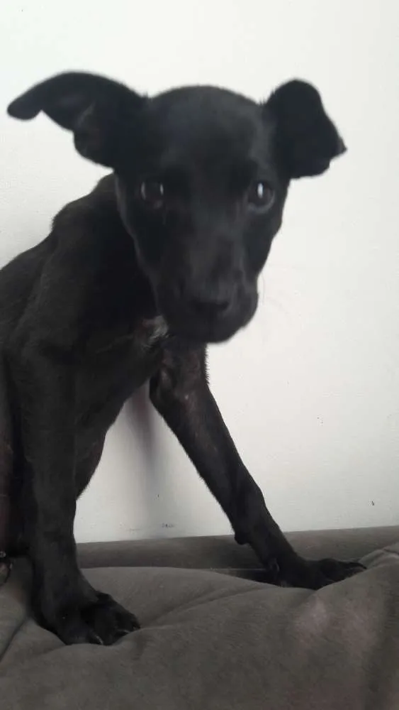 Cachorro ra a Sem raça definida idade 7 a 11 meses nome Sem nome 