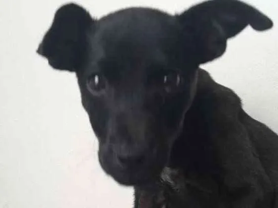 Cachorro ra a Sem raça definida idade 7 a 11 meses nome Sem nome 