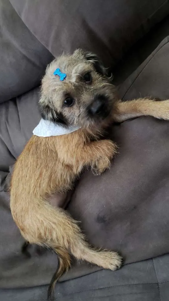 Cachorro ra a Sem raça definida idade 2 a 6 meses nome Sem nome