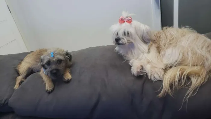 Cachorro ra a Sem raça definida idade 2 a 6 meses nome Sem nome