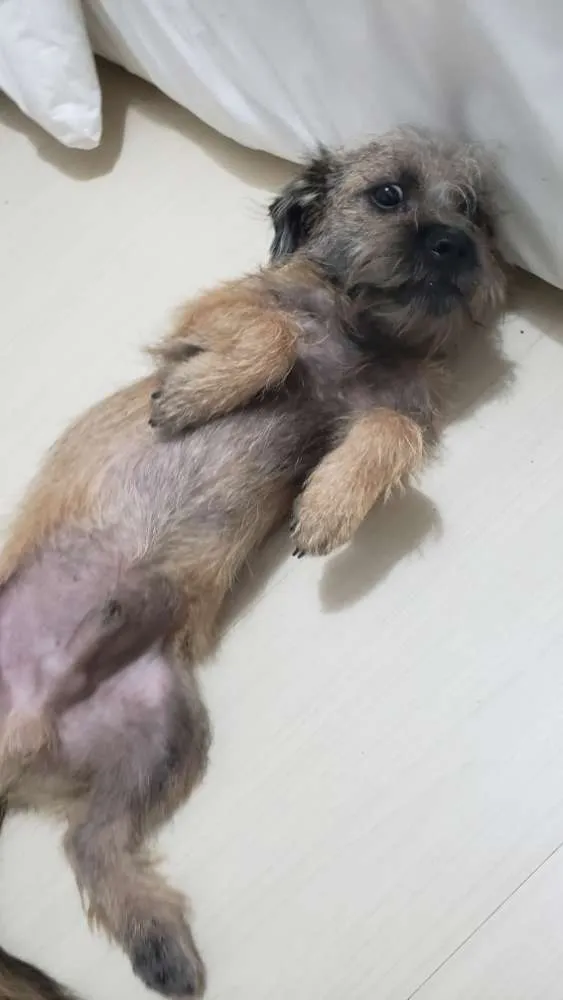 Cachorro ra a Sem raça definida idade 2 a 6 meses nome Sem nome
