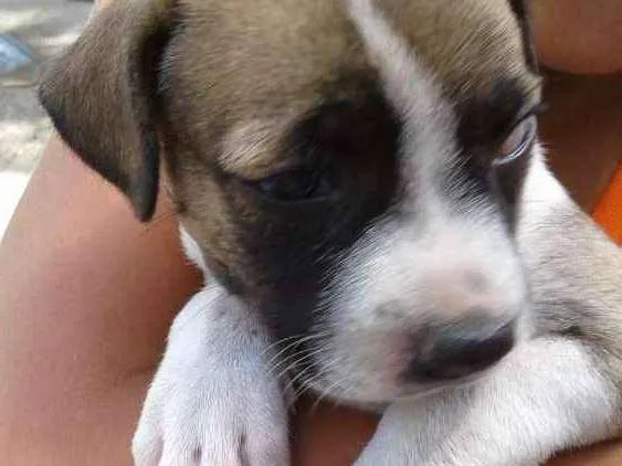 Cachorro raça SRD idade 2 a 6 meses nome Fofinhos