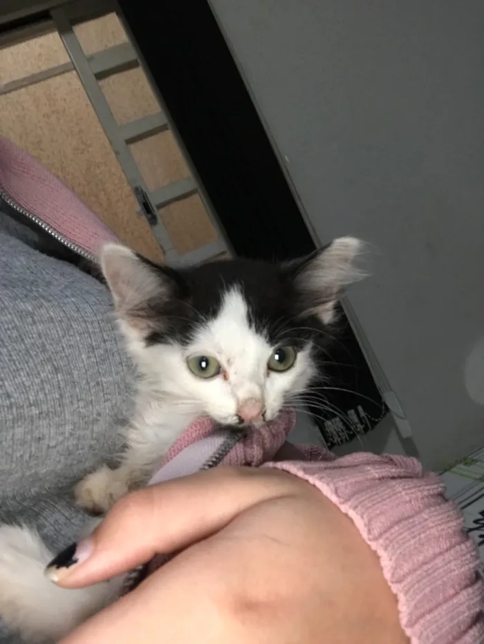 Gato ra a  idade 2 a 6 meses nome Ainda não tem nome