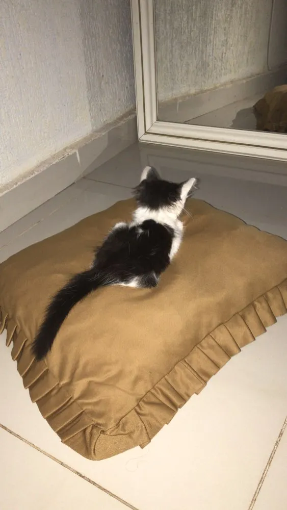 Gato ra a  idade 2 a 6 meses nome Ainda não tem nome
