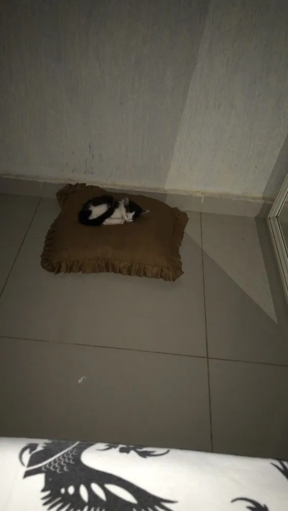 Gato ra a  idade 2 a 6 meses nome Ainda não tem nome