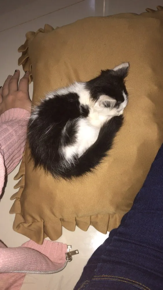 Gato ra a  idade 2 a 6 meses nome Ainda não tem nome
