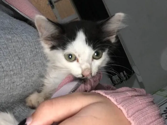 Gato ra a  idade 2 a 6 meses nome Ainda não tem nome