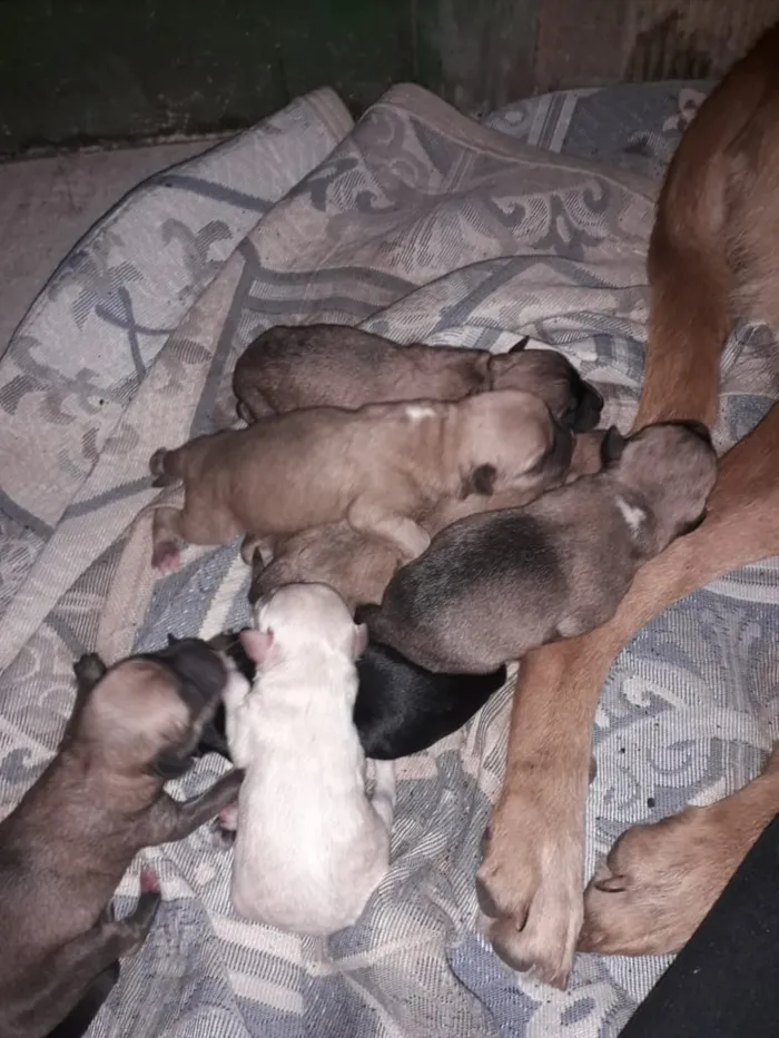 Cachorro ra a vira latas idade 2 a 6 meses nome sem nomes 