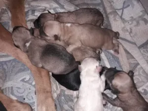 Cachorro raça vira latas idade 2 a 6 meses nome sem nomes 