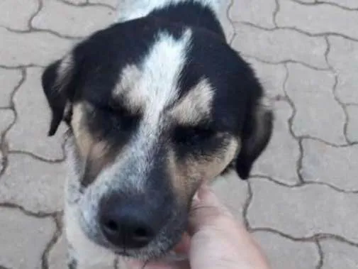 Cachorro ra a Sdr idade 1 ano nome Floquinho