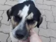 Floquinho